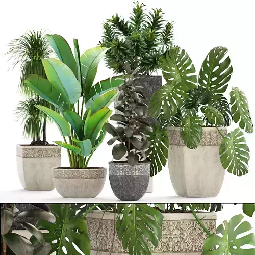 Collection plants different in pots