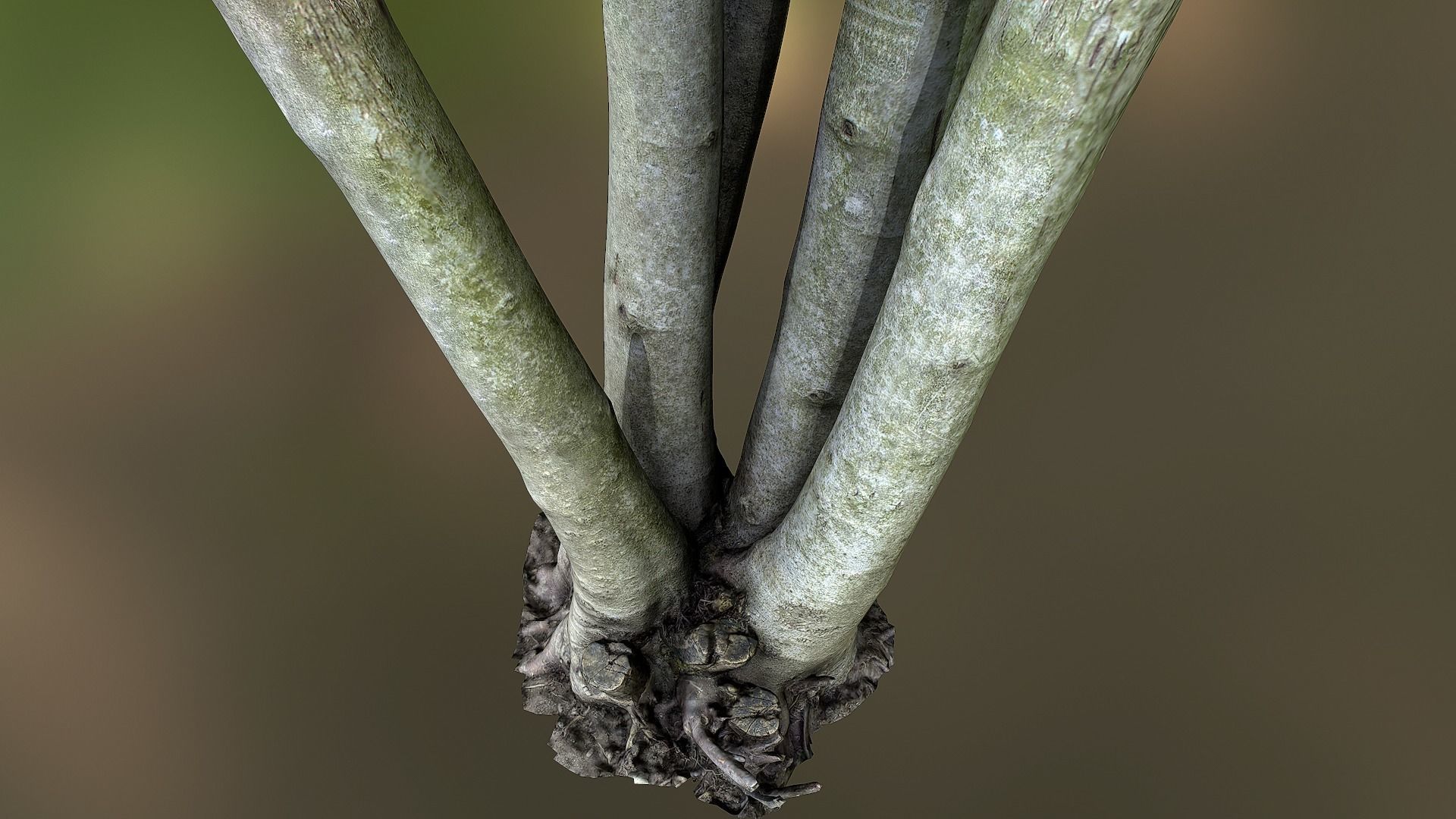 Fig tree environment low poly 3D model Low-poly 3D model_18