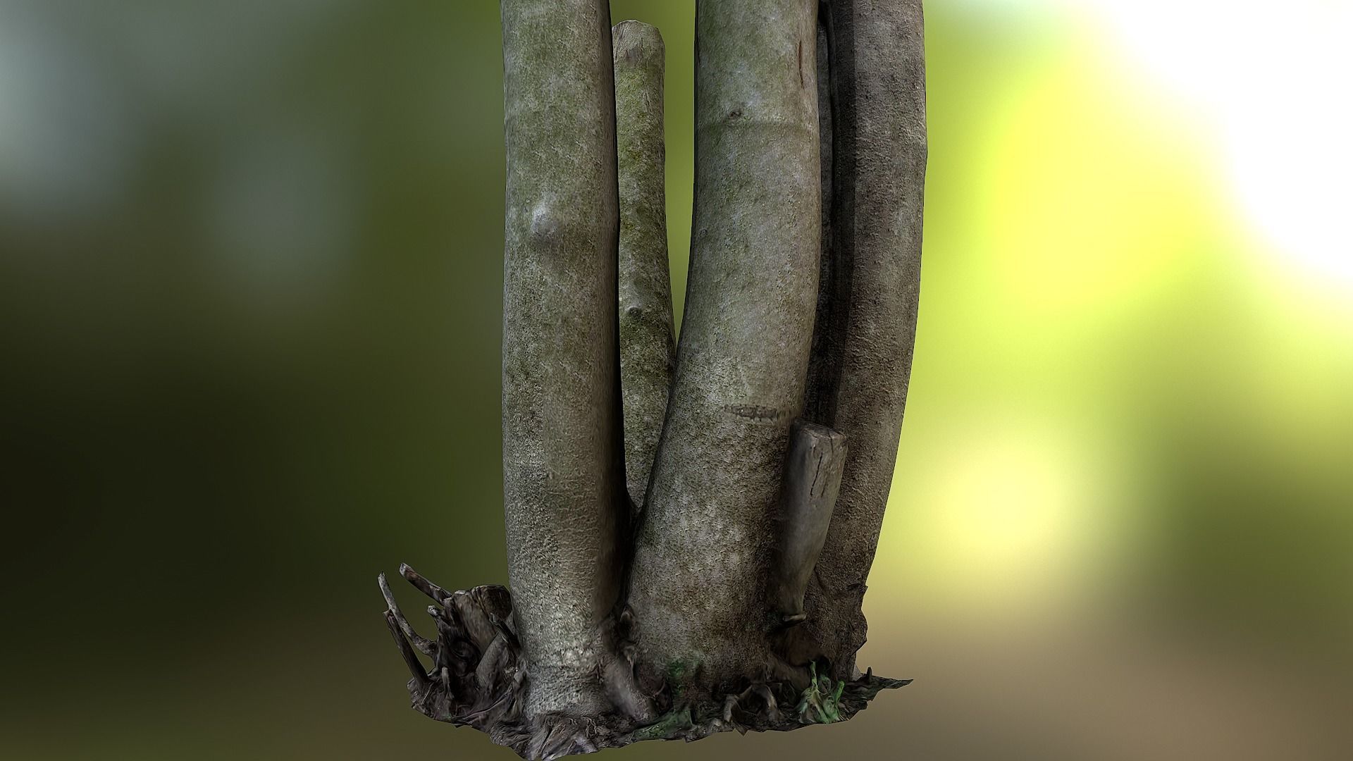 Fig tree environment low poly 3D model Low-poly 3D model_16