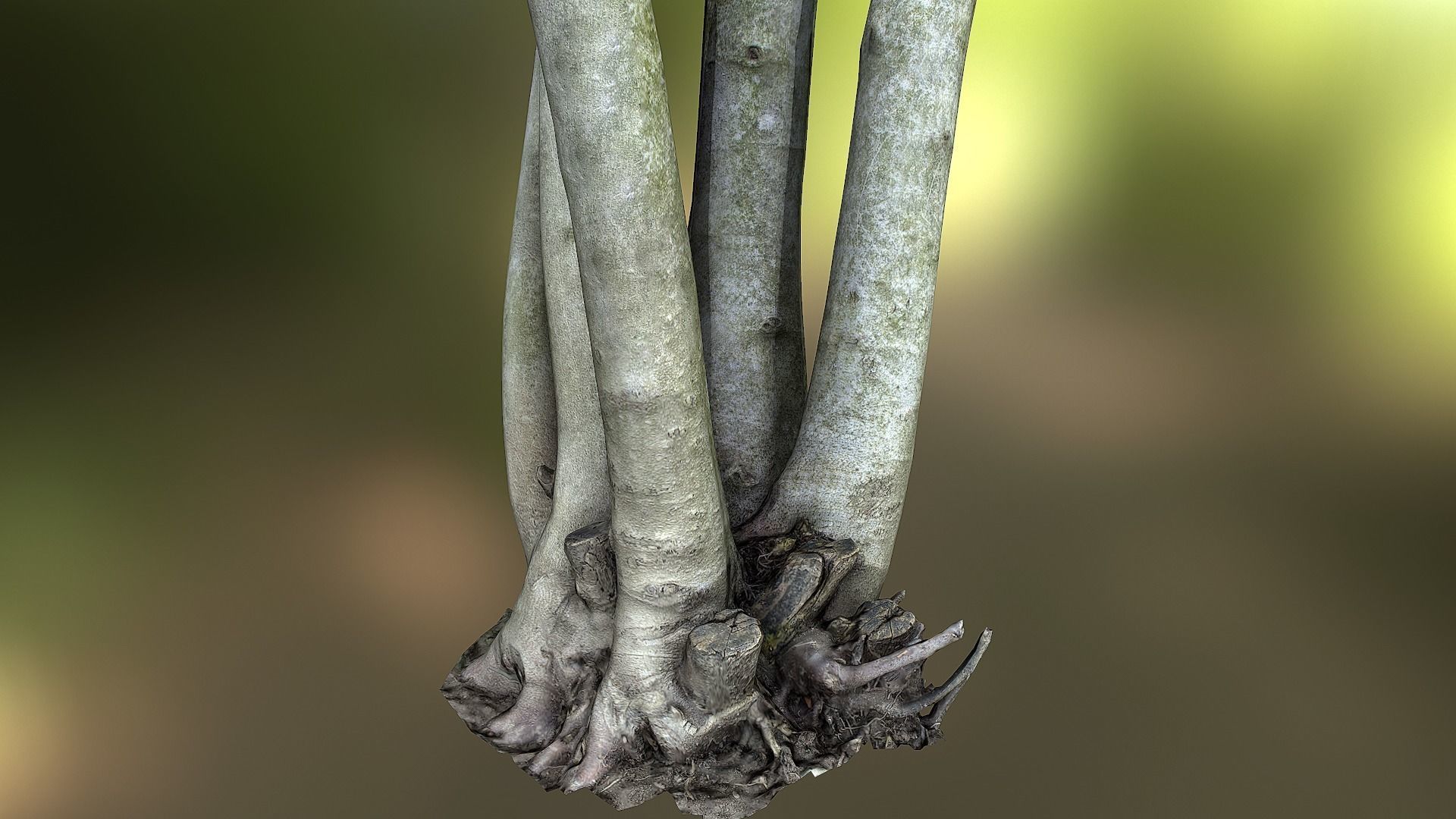 Fig tree environment low poly 3D model Low-poly 3D model_17