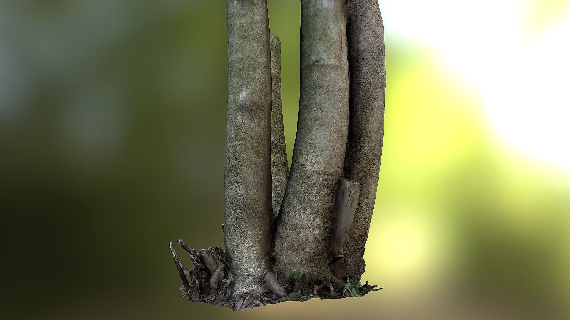 Fig tree environment low poly 3D model Low-poly 3D model_10