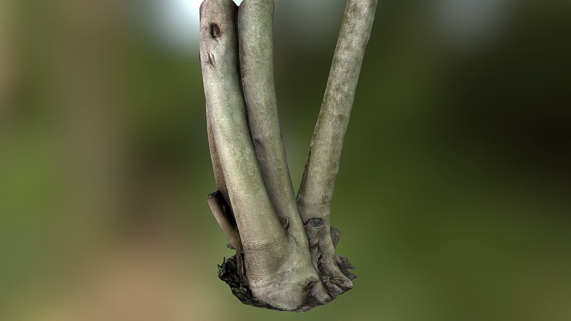 Fig tree environment low poly 3D model Low-poly 3D model_19