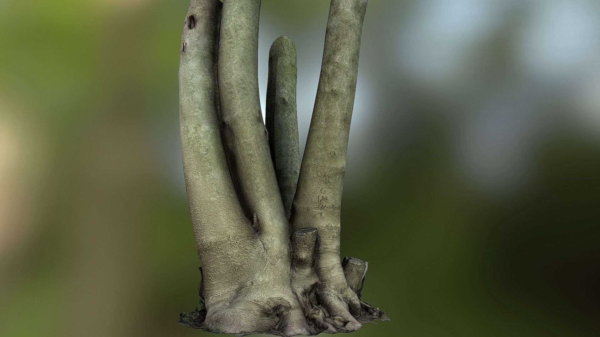 Fig tree environment low poly 3D model Low-poly 3D model_9