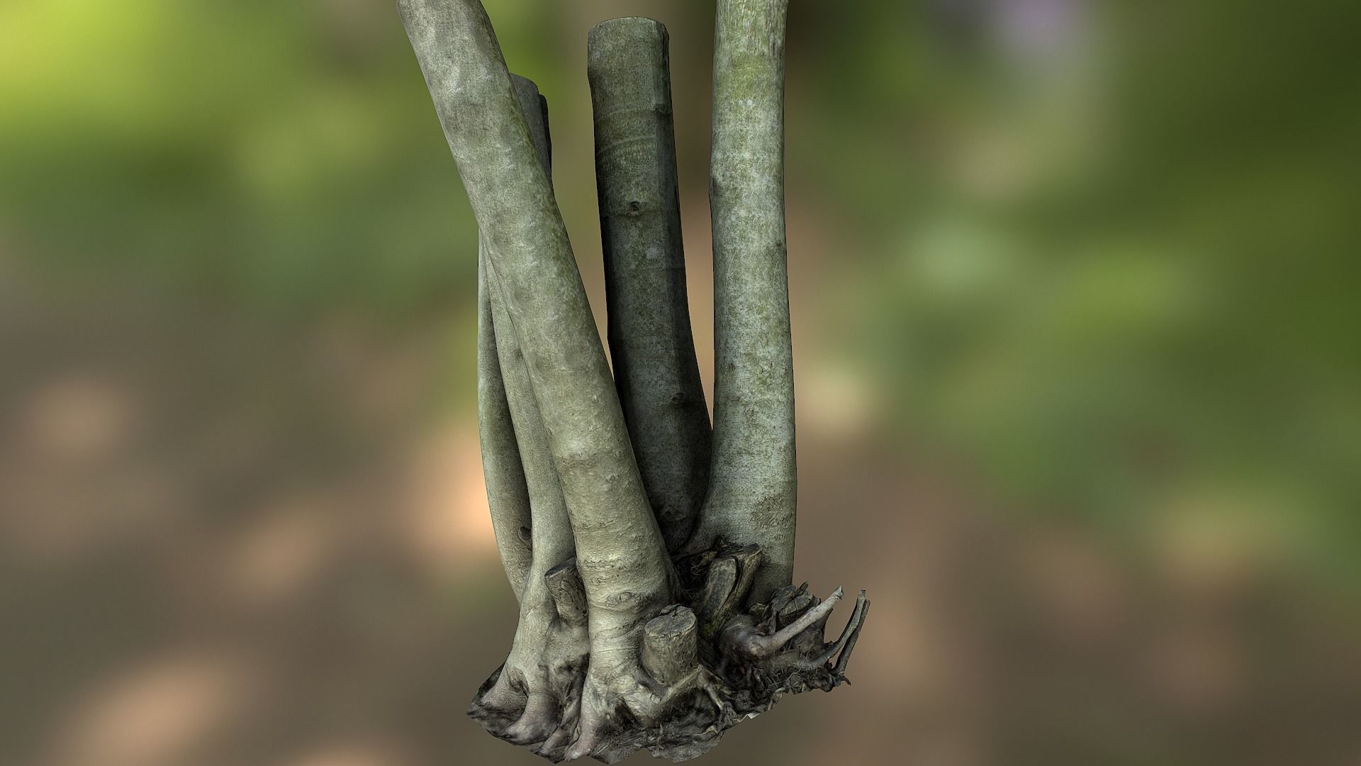 Fig tree environment low poly 3D model Low-poly 3D model_7