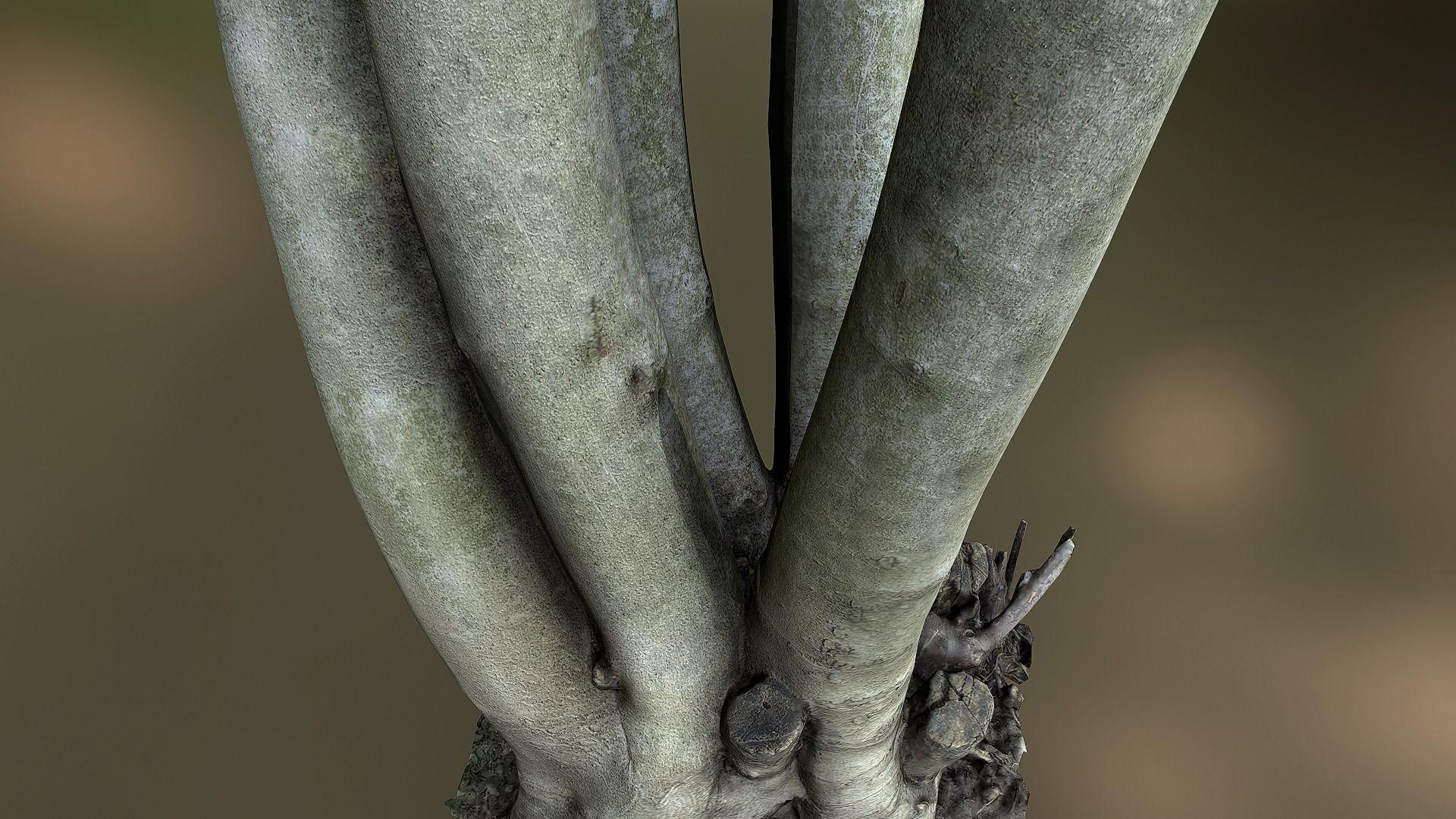 Fig tree environment low poly 3D model Low-poly 3D model_5