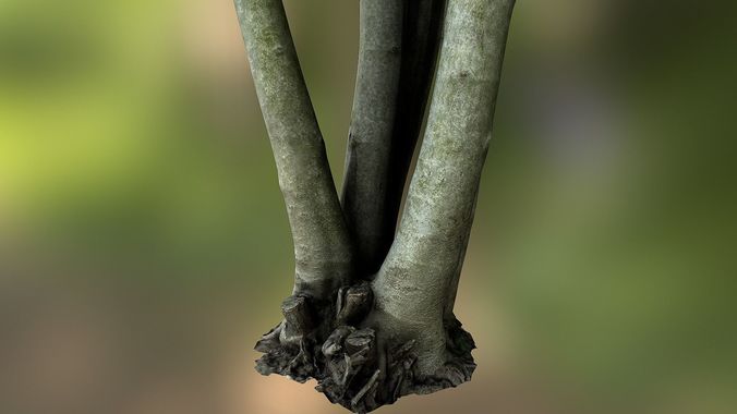 Fig tree environment low poly 3D model Low-poly 3D model