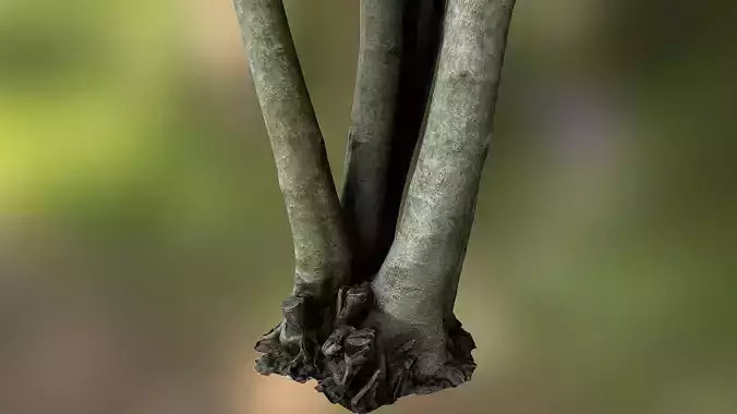 Fig tree environment low poly 3D model Low-poly 3D model