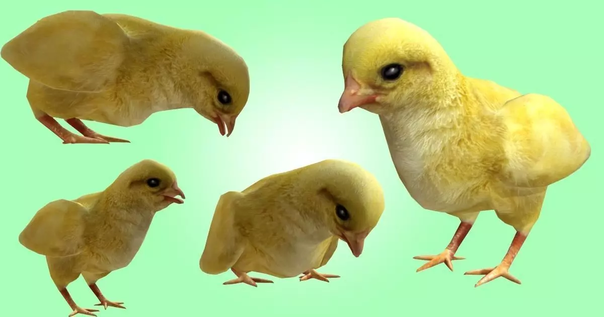 Chick  Low-poly 3D model_0
