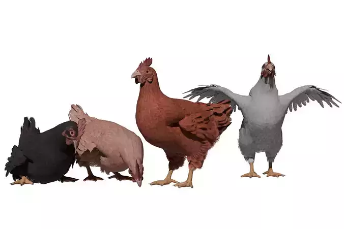 Chicken Low-poly 3D model