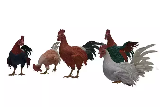 Rooster  Low-poly 3D model