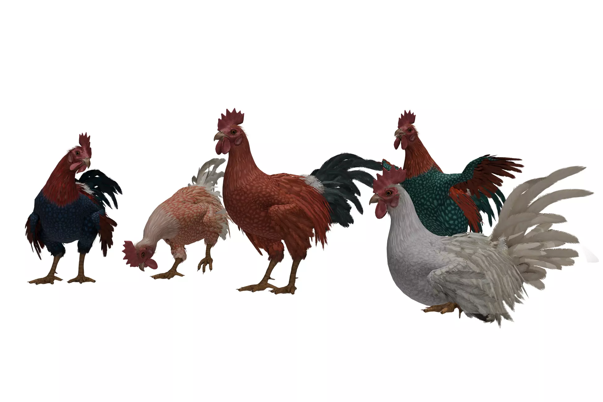 Rooster  Low-poly 3D model_0