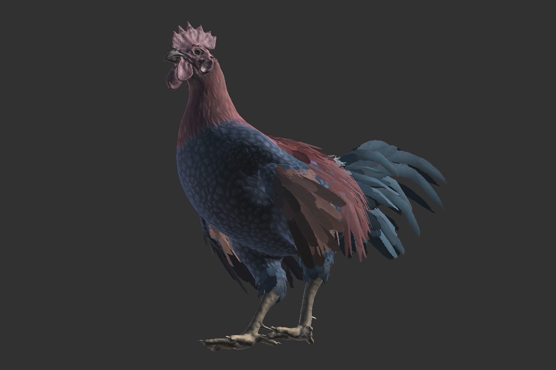 Rooster  Low-poly 3D model_11