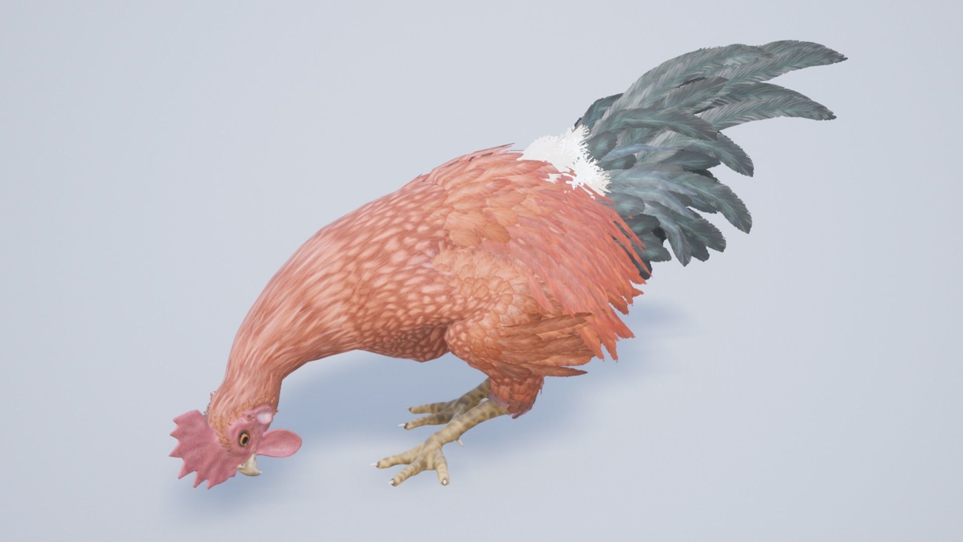 Rooster  Low-poly 3D model_6