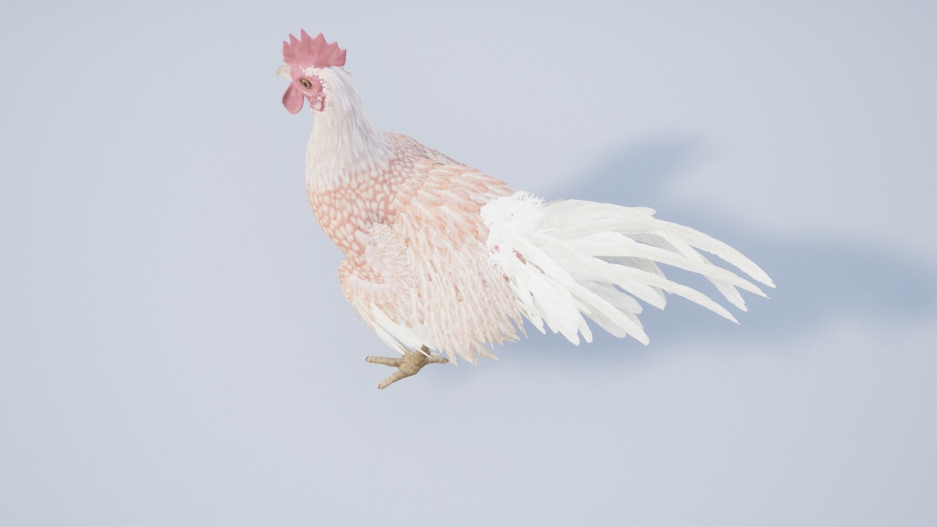 Pack of chickens Low-poly 3D model_29