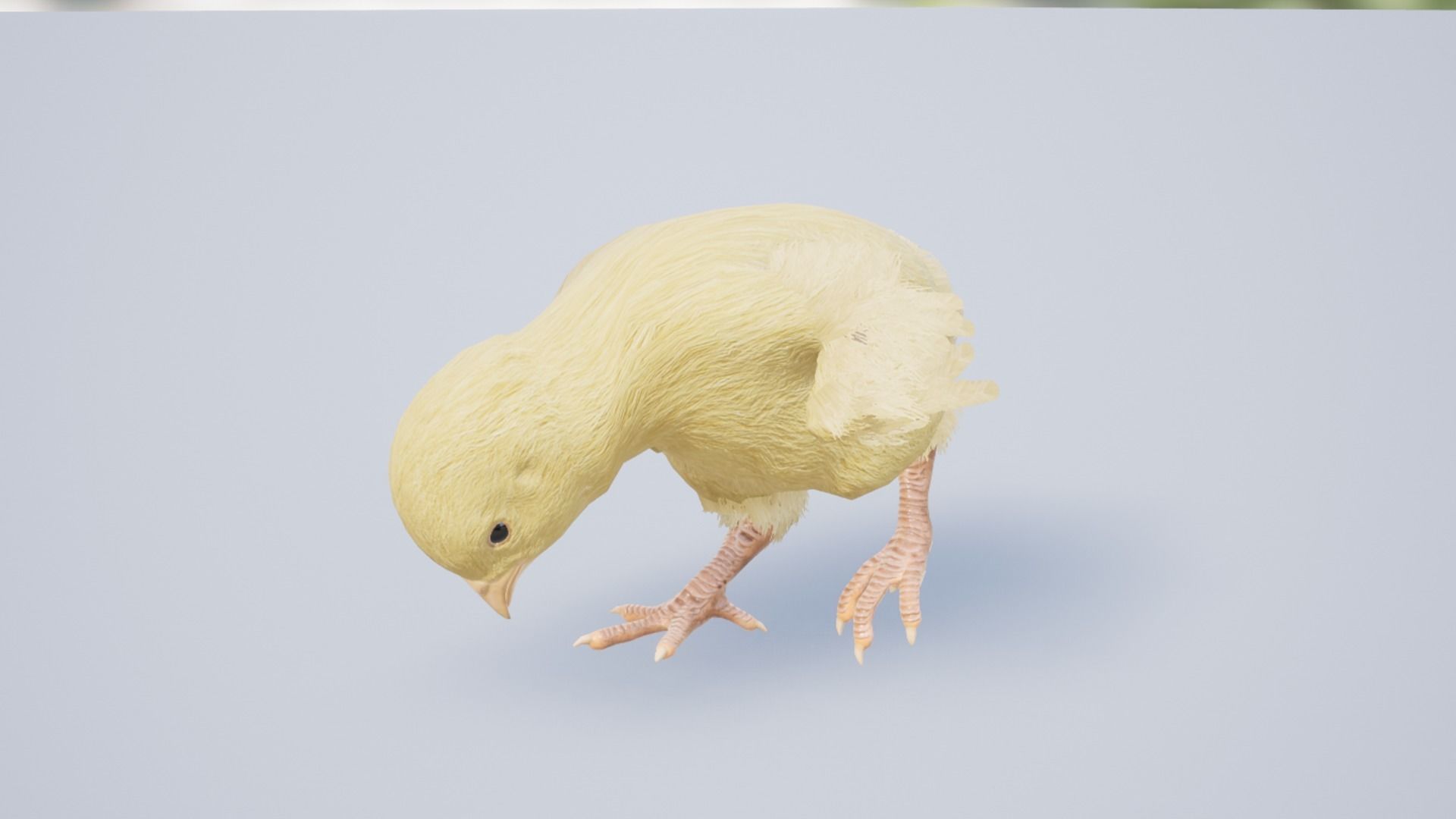 Pack of chickens Low-poly 3D model_40