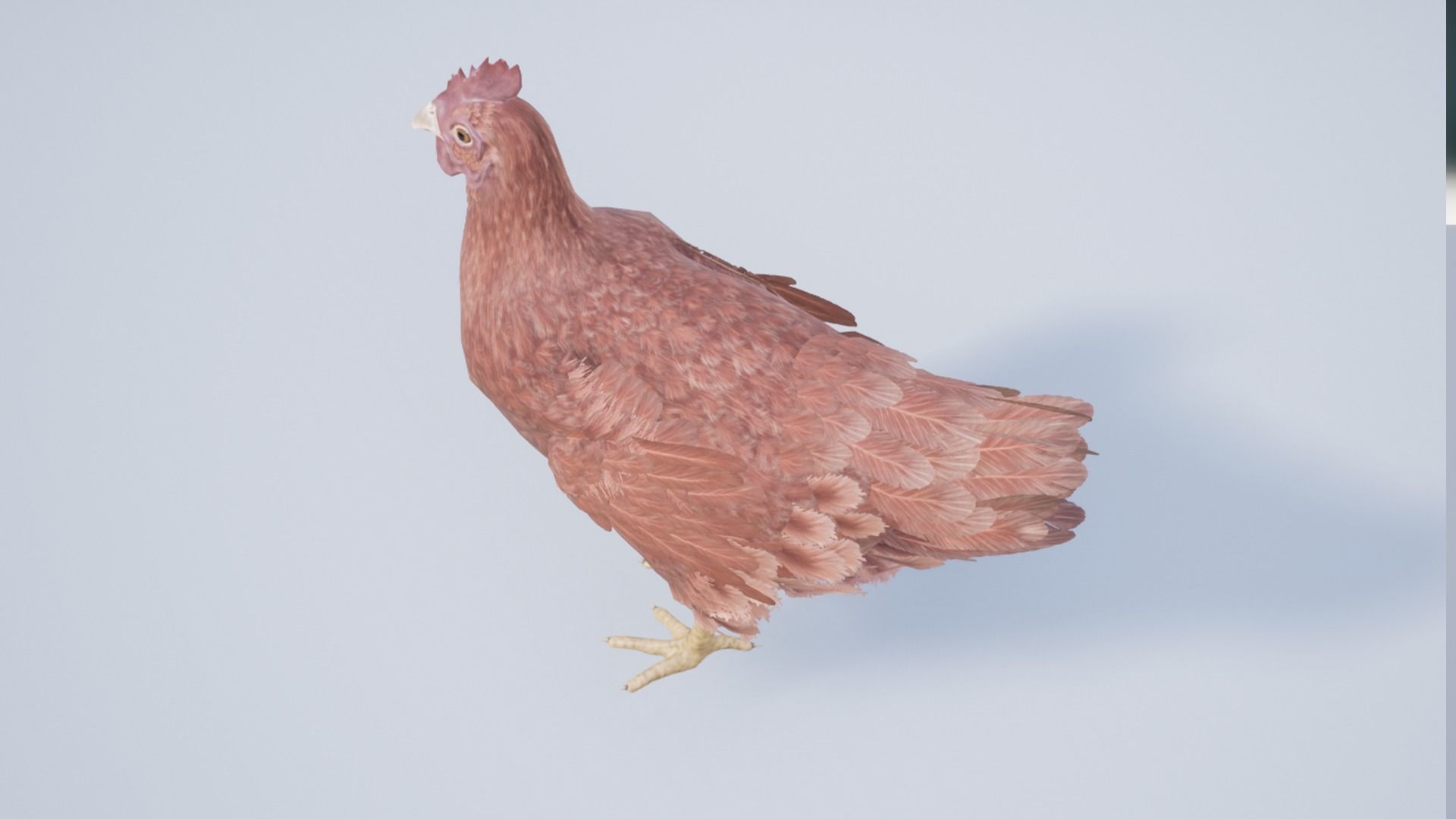 Pack of chickens Low-poly 3D model_30