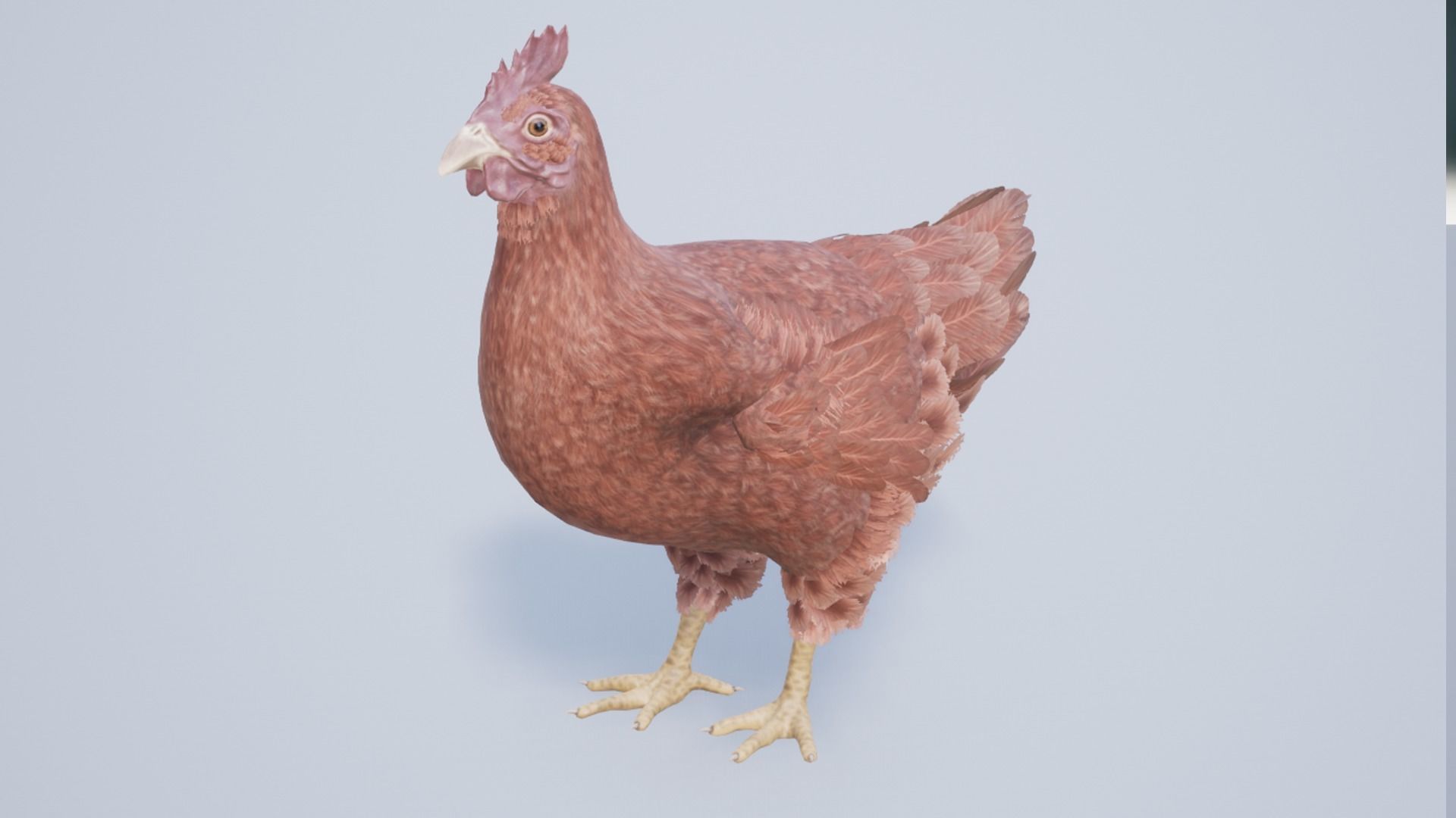 Pack of chickens Low-poly 3D model_27
