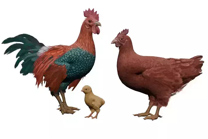 Pack of chickens Low-poly 3D model