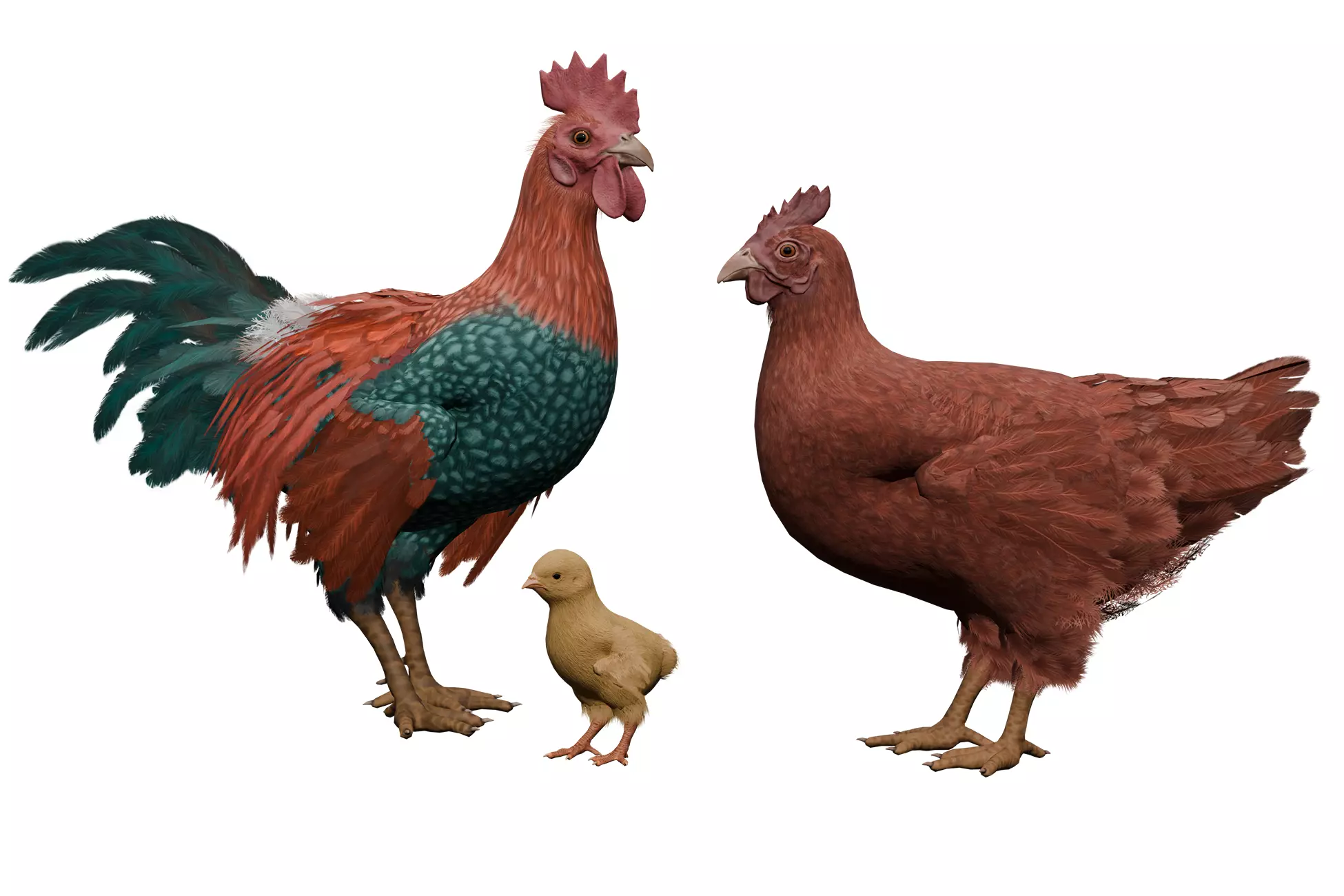 Pack of chickens Low-poly 3D model_0