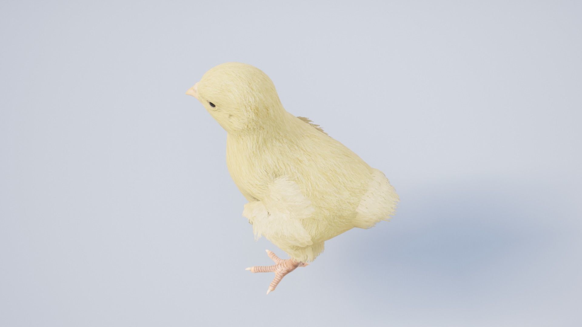 Pack of chickens Low-poly 3D model_31