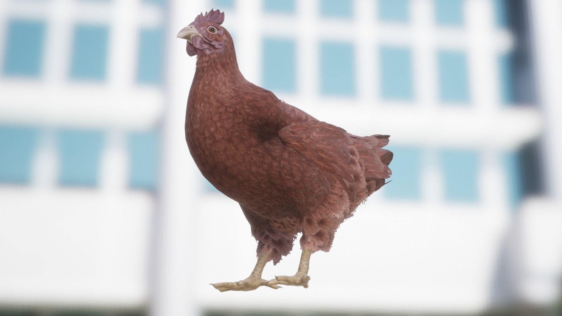 Pack of chickens Low-poly 3D model_33