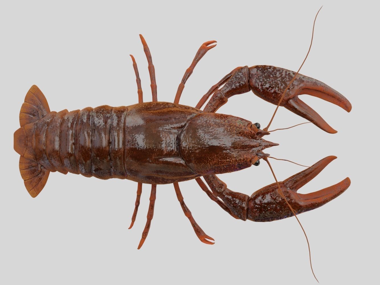 Crayfish Low-poly 3D model_3