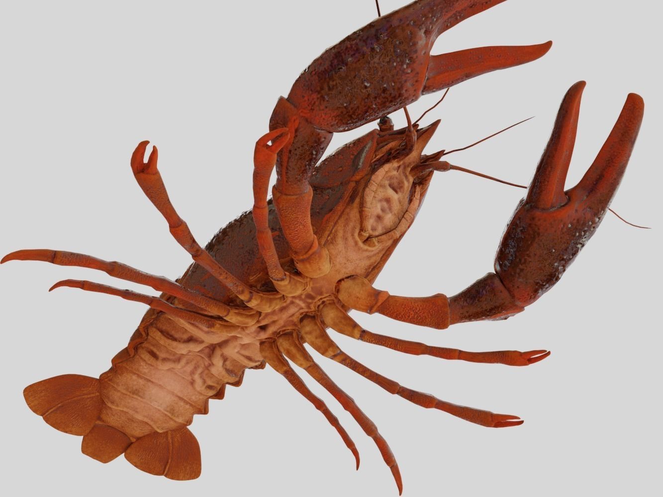 Crayfish Low-poly 3D model_4