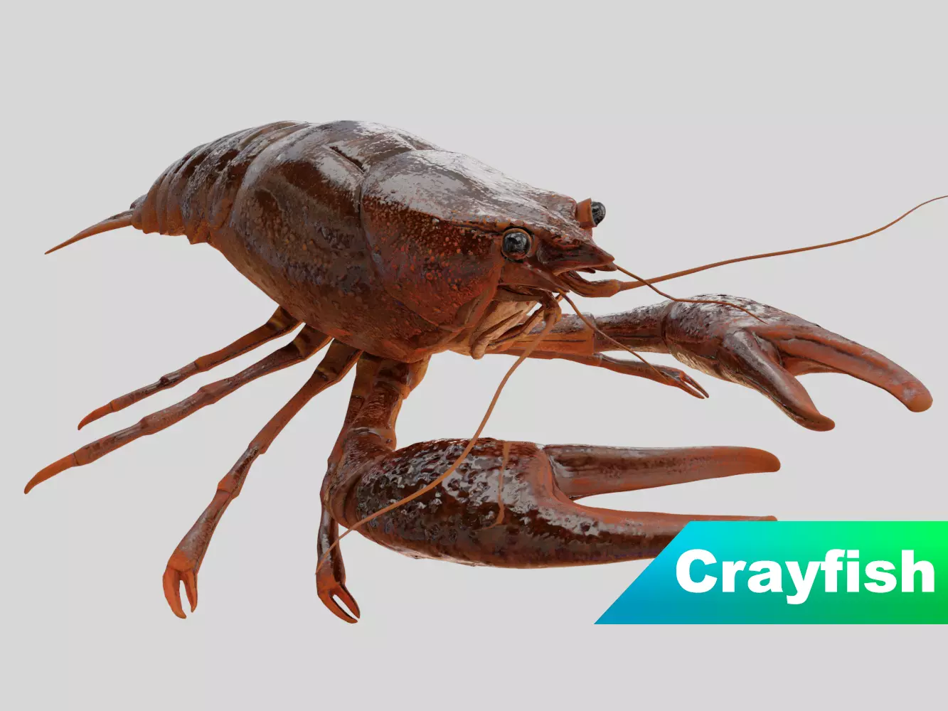 Crayfish Low-poly 3D model_0
