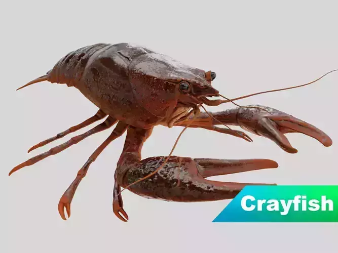 Crayfish Low-poly 3D model