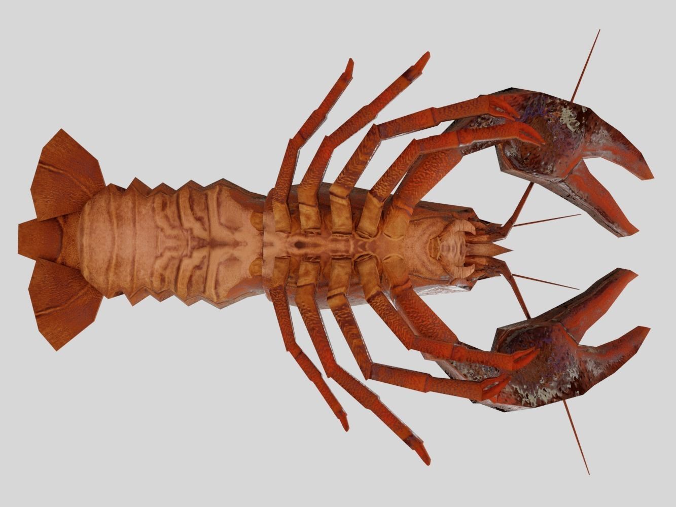 Crayfish Low-poly 3D model_10