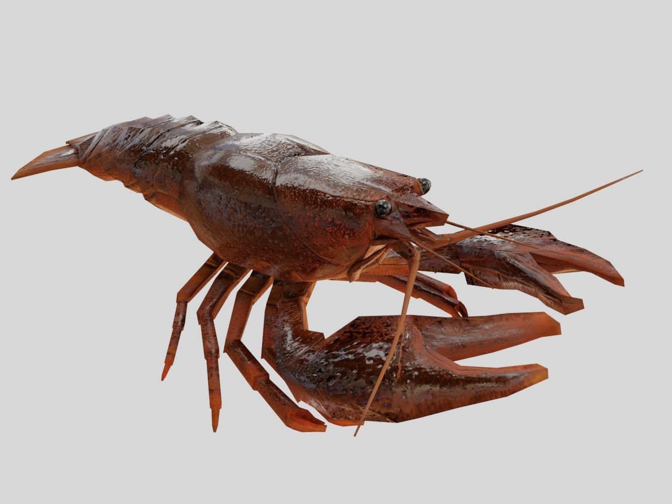Crayfish Low-poly 3D model_8
