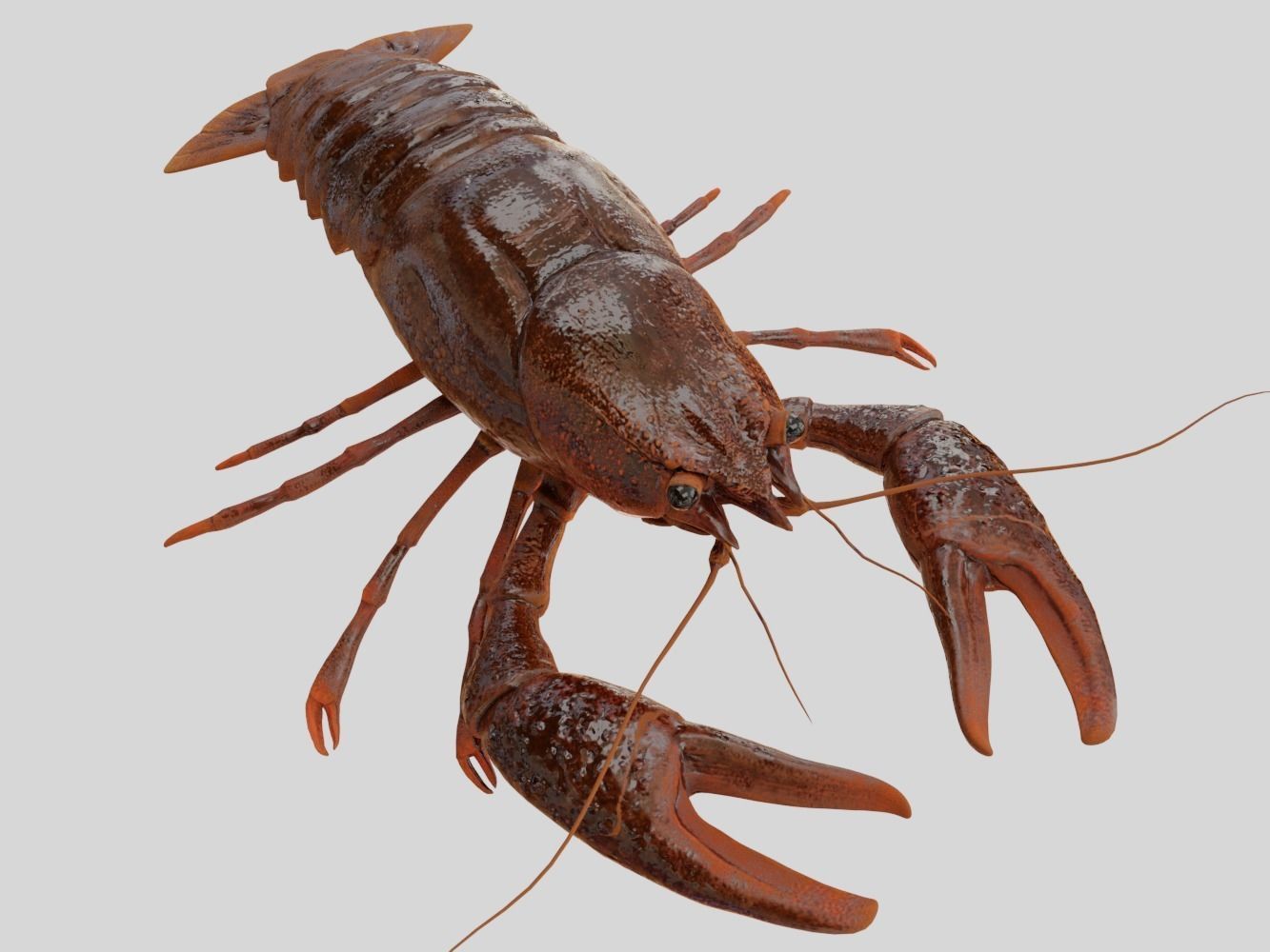 Crayfish Low-poly 3D model_1
