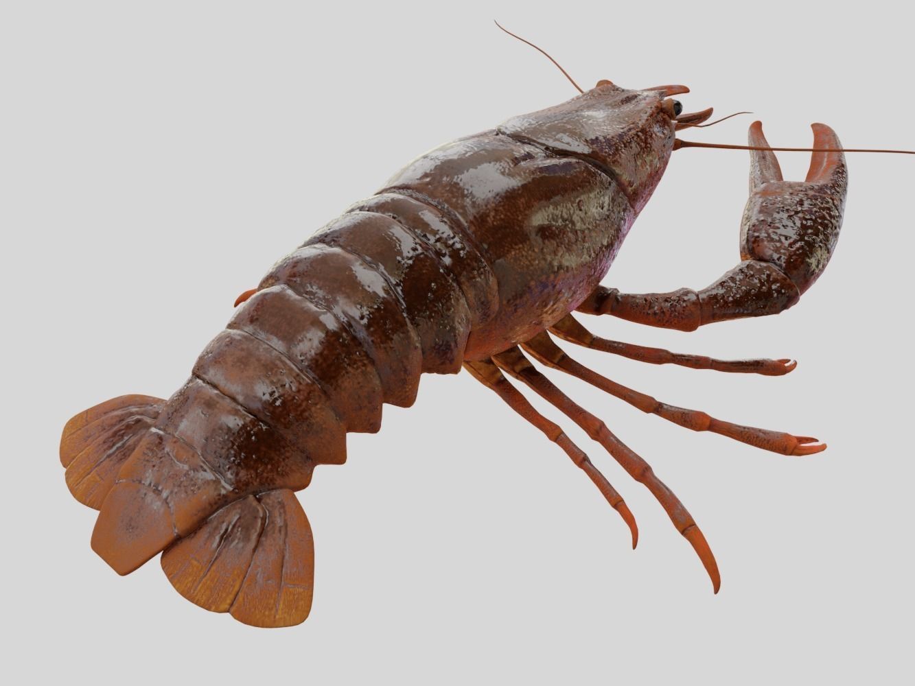 Crayfish Low-poly 3D model_2