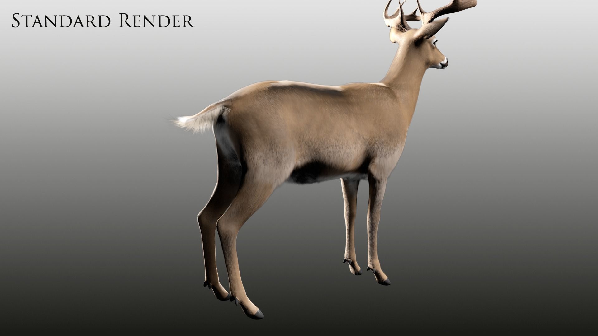 White Tailed Deer - Odocoileus Virginianus 3D model_16