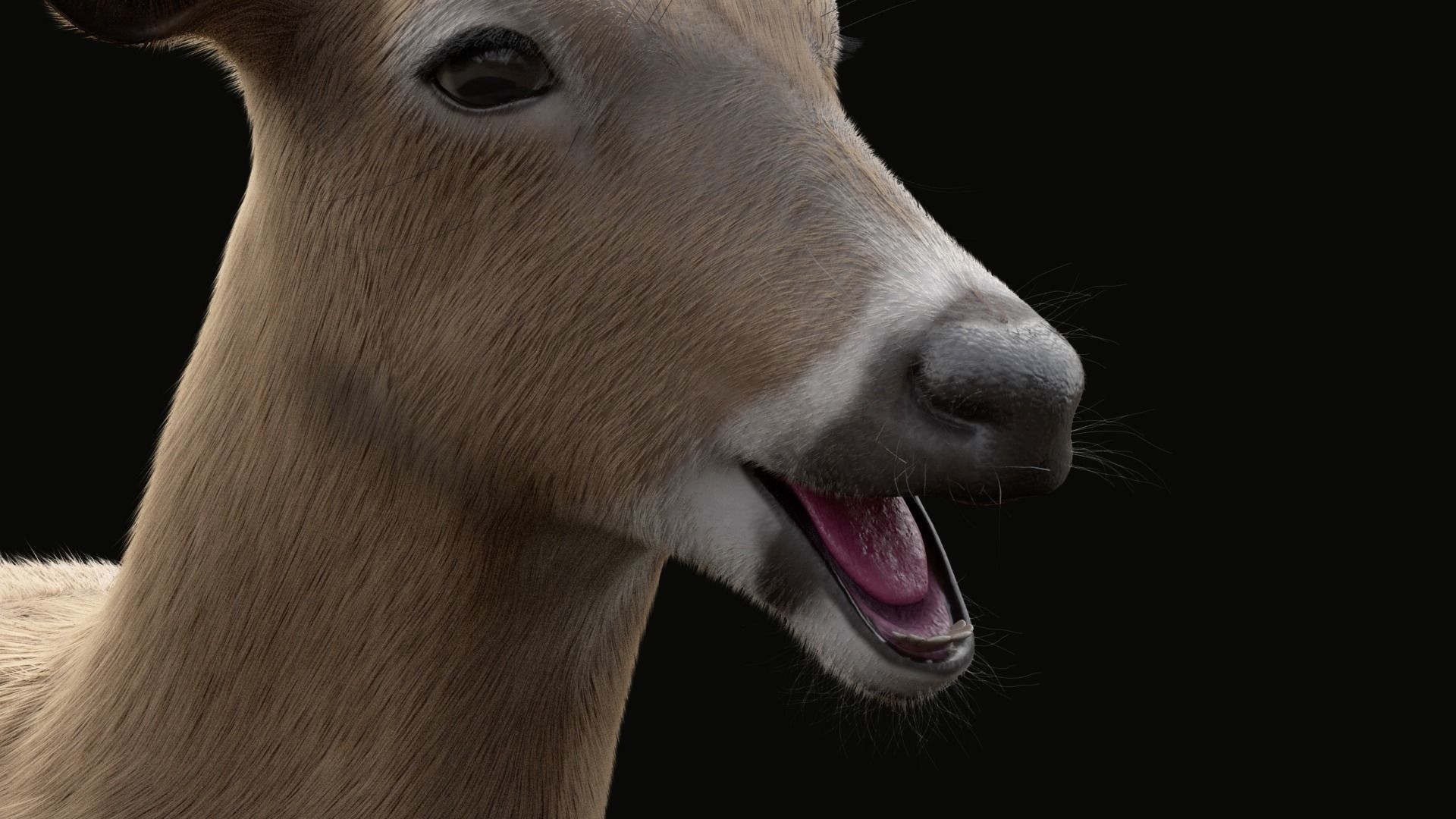 White Tailed Deer - Odocoileus Virginianus 3D model_9