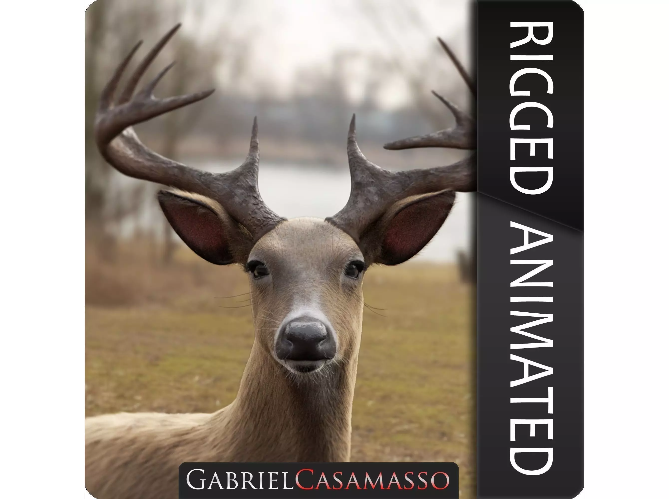 White Tailed Deer - Odocoileus Virginianus 3D model_0