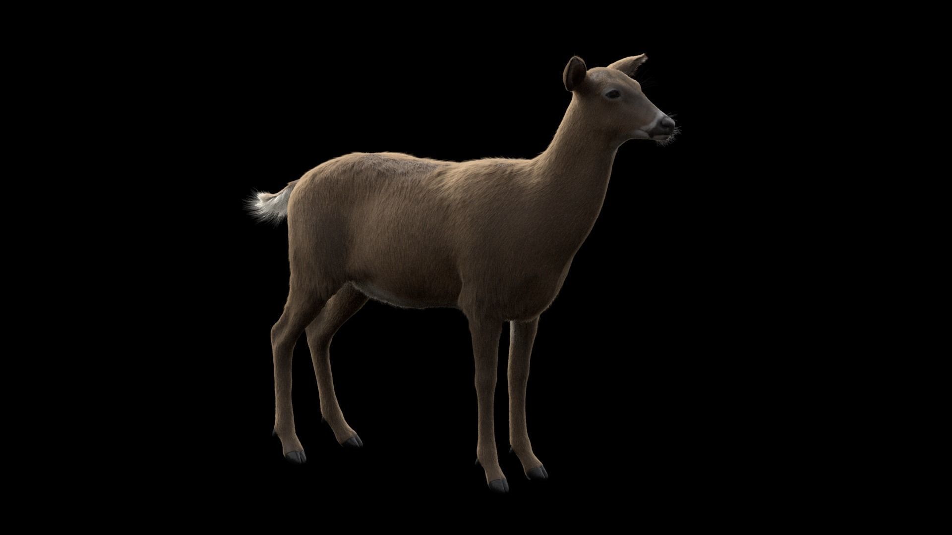 White Tailed Deer - Odocoileus Virginianus 3D model_10