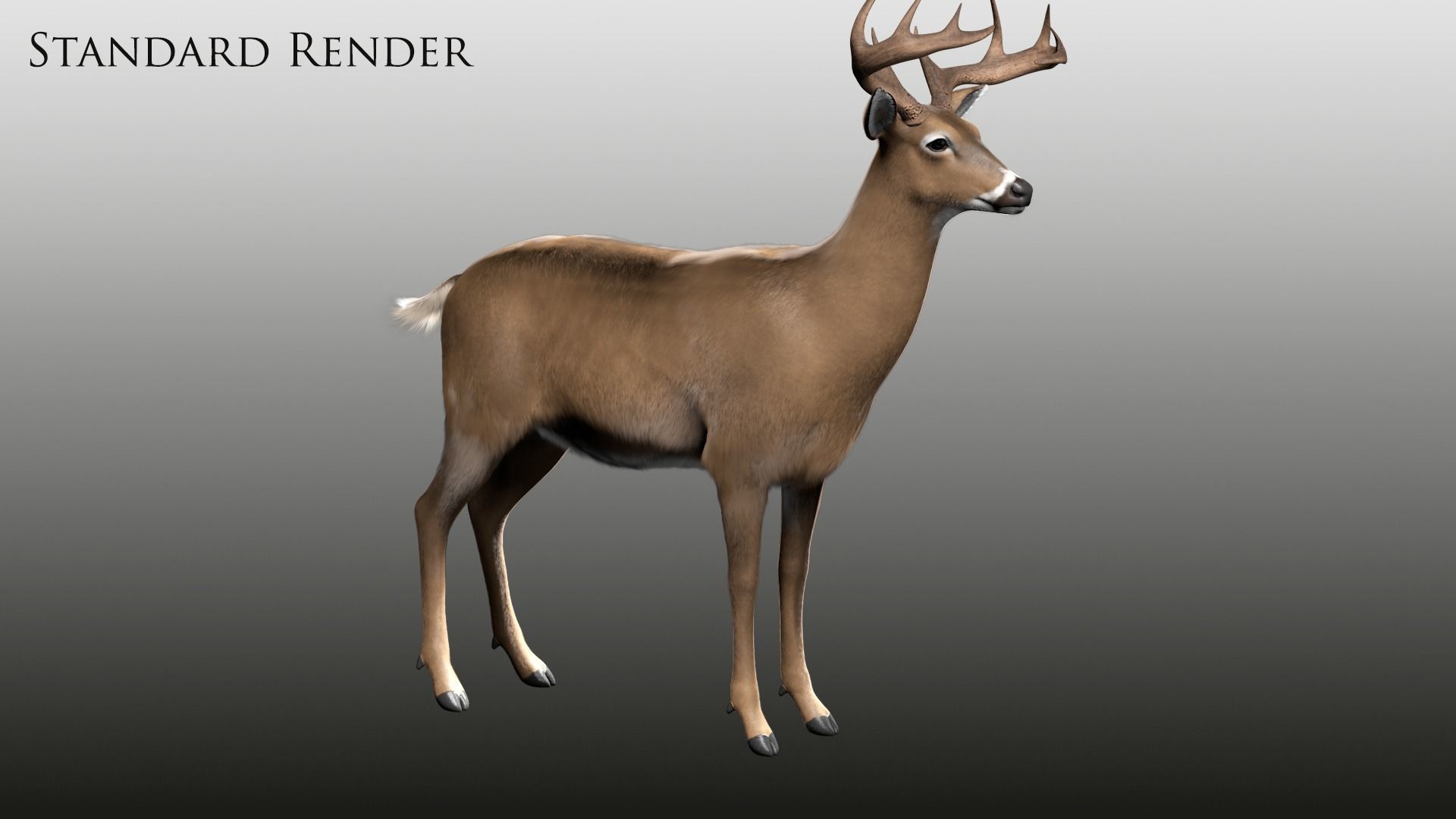 White Tailed Deer - Odocoileus Virginianus 3D model_17