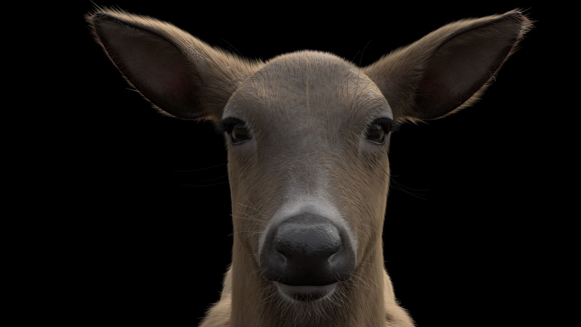 White Tailed Deer - Odocoileus Virginianus 3D model_7