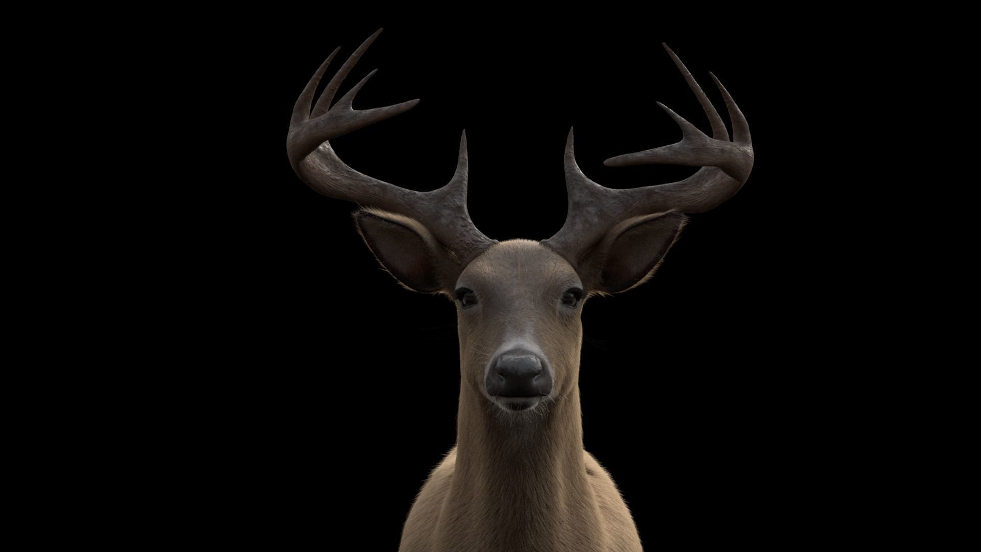 White Tailed Deer - Odocoileus Virginianus 3D model_5