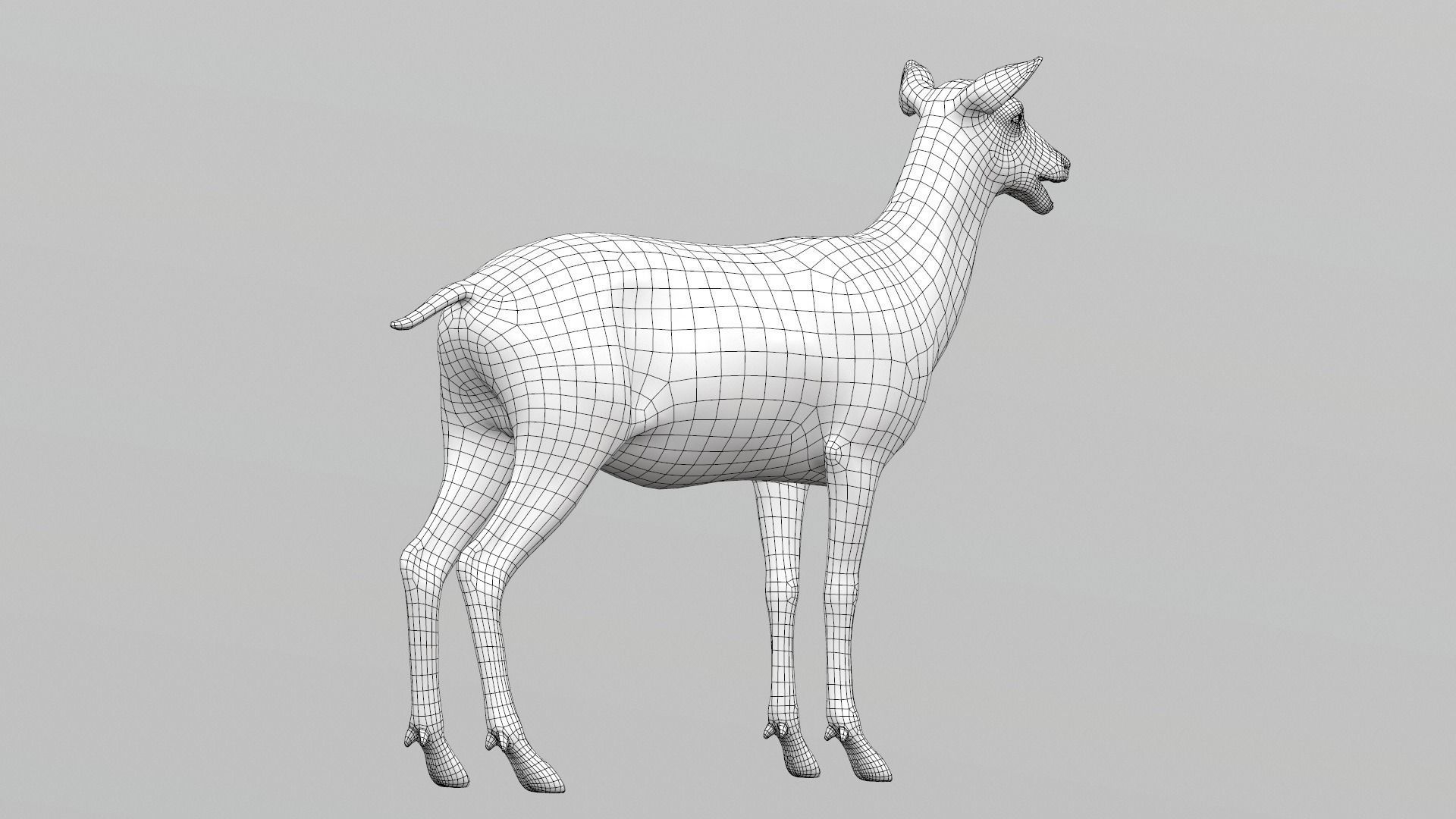 White Tailed Deer - Odocoileus Virginianus 3D model_14