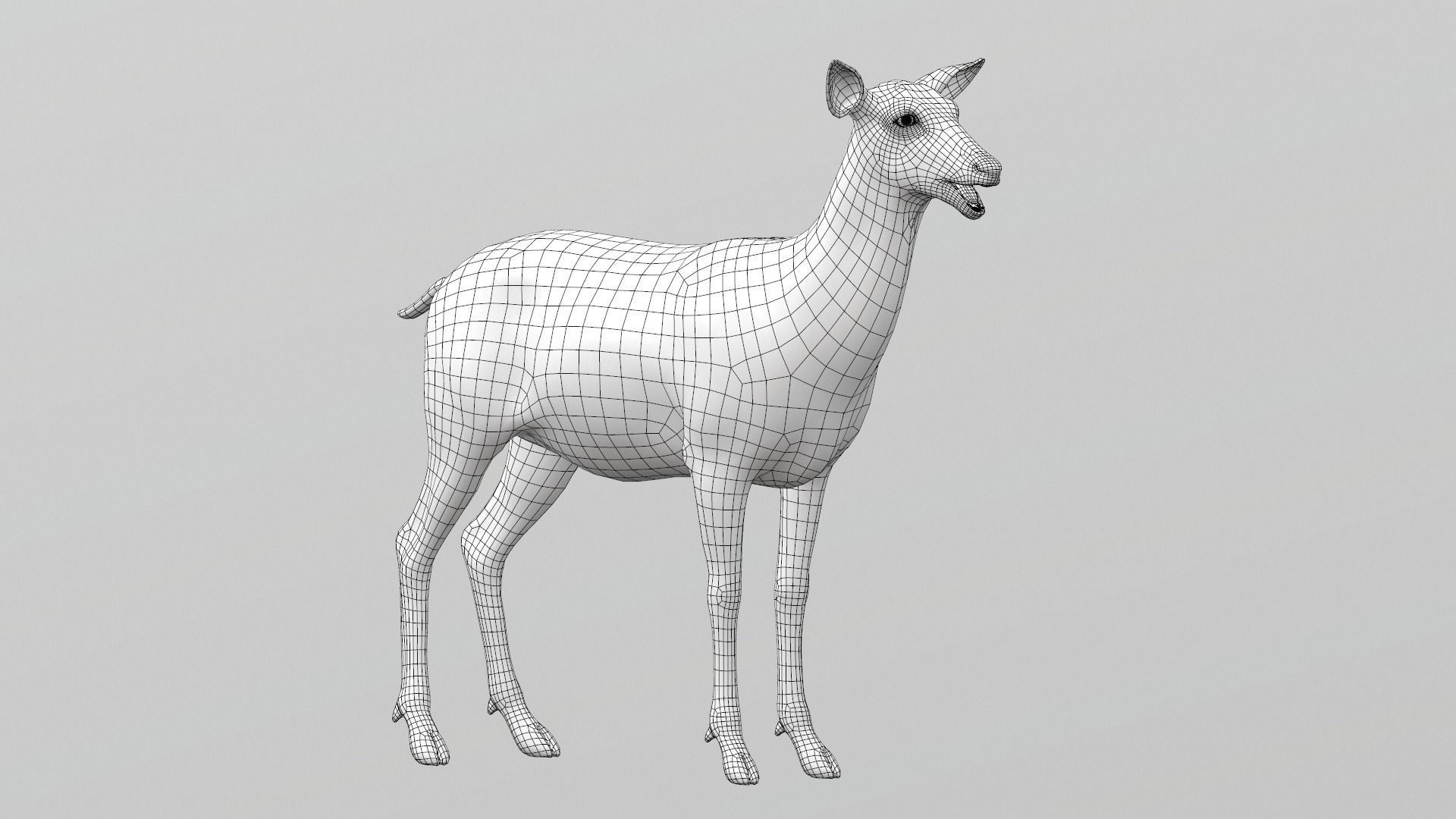 White Tailed Deer - Odocoileus Virginianus 3D model_13