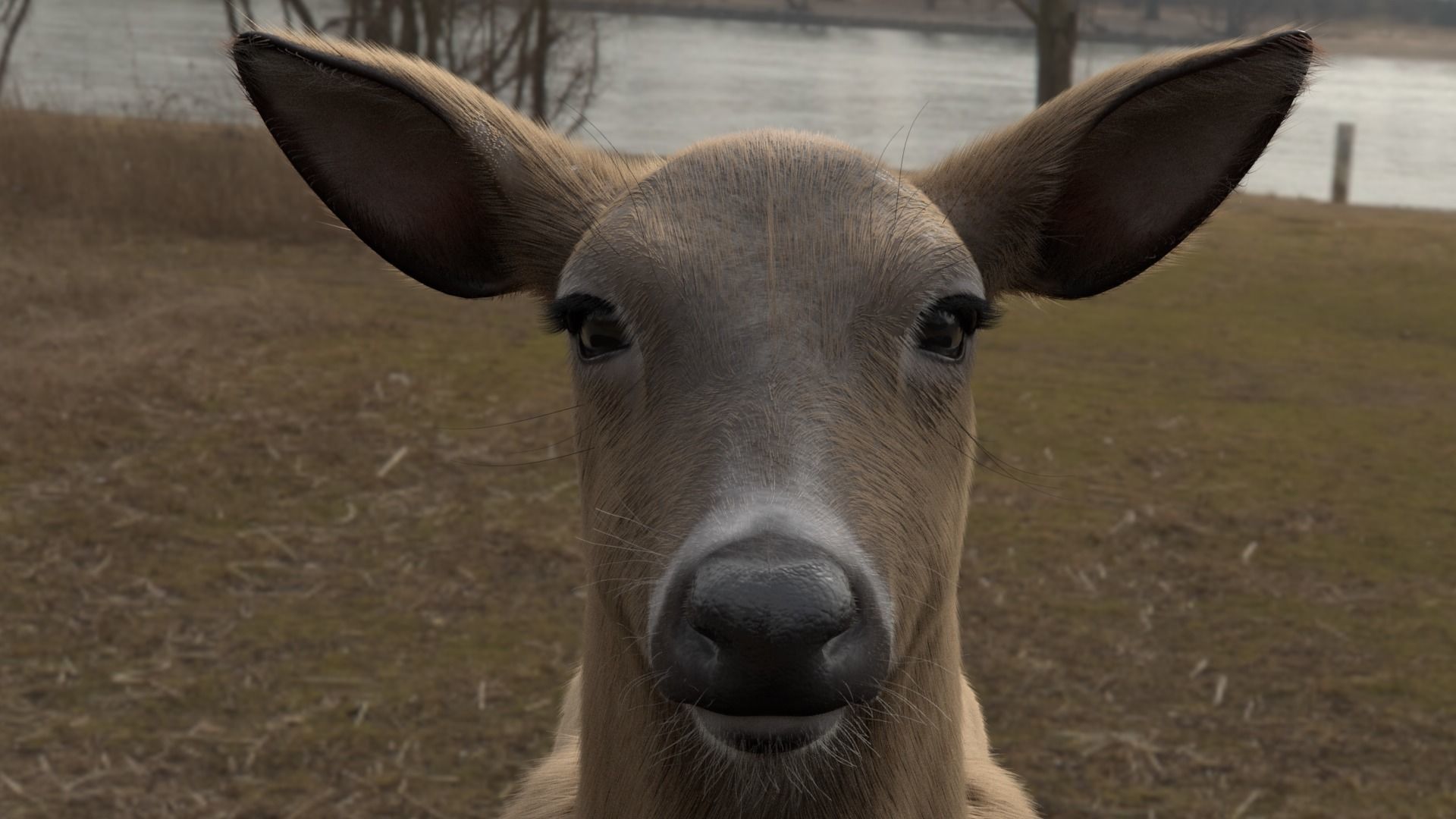 White Tailed Deer - Odocoileus Virginianus 3D model_8