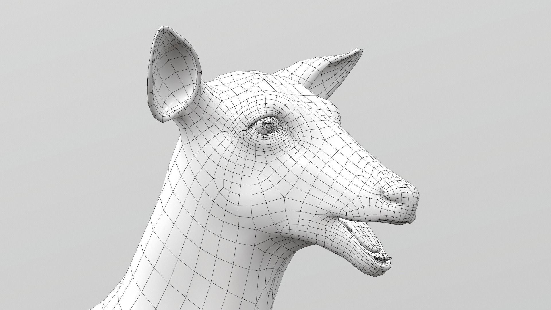 White Tailed Deer - Odocoileus Virginianus 3D model_12