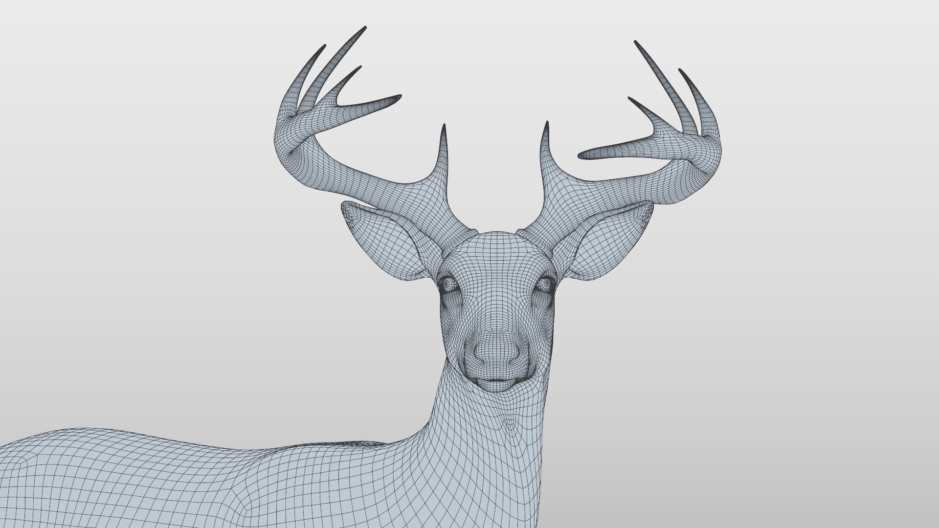 White Tailed Deer - Odocoileus Virginianus 3D model_4