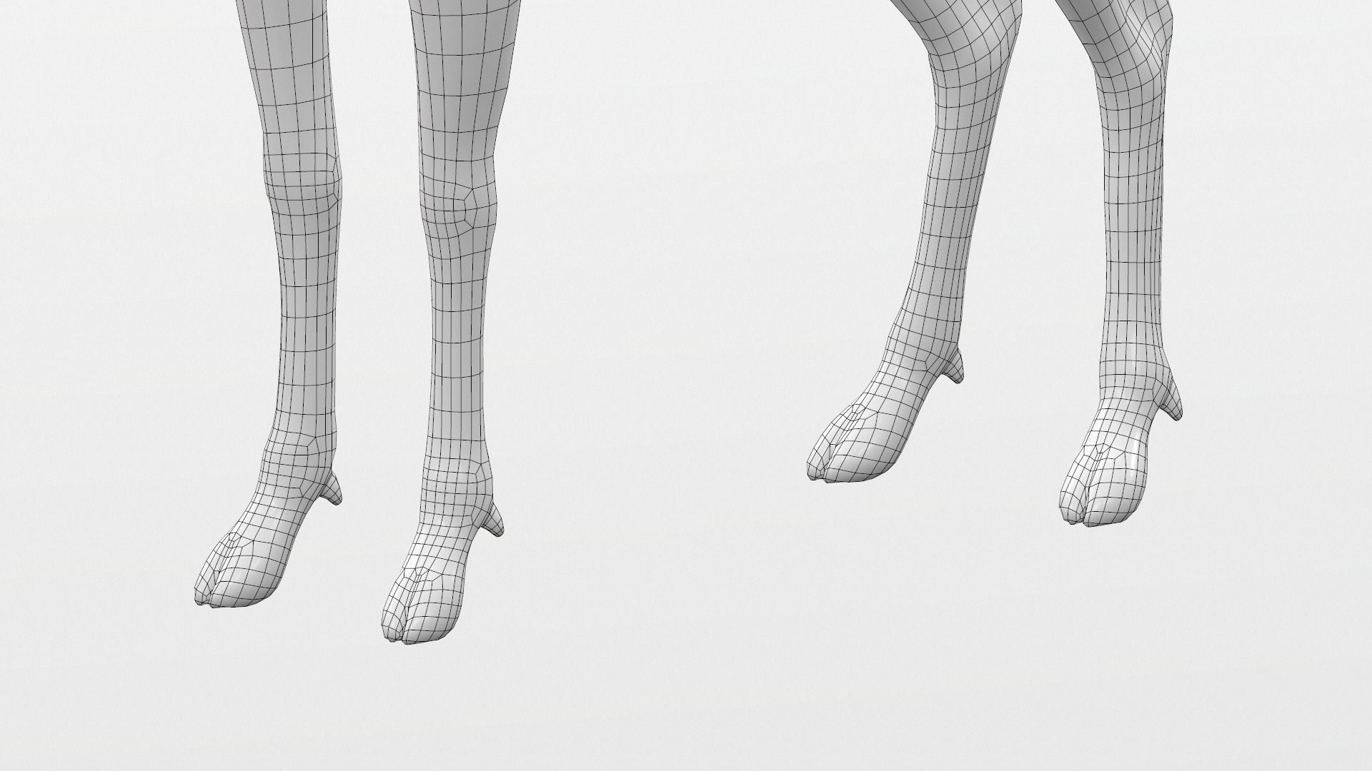 White Tailed Deer - Odocoileus Virginianus 3D model_13