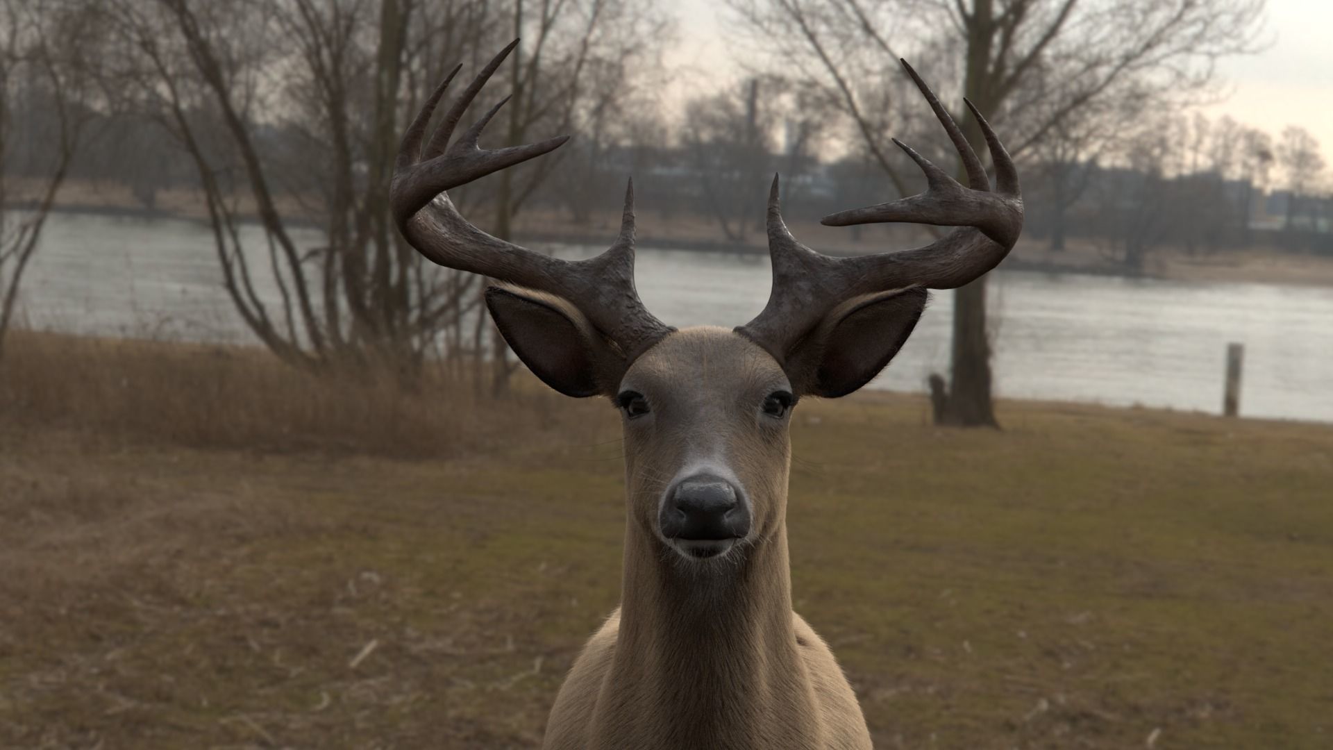 White Tailed Deer - Odocoileus Virginianus 3D model_8