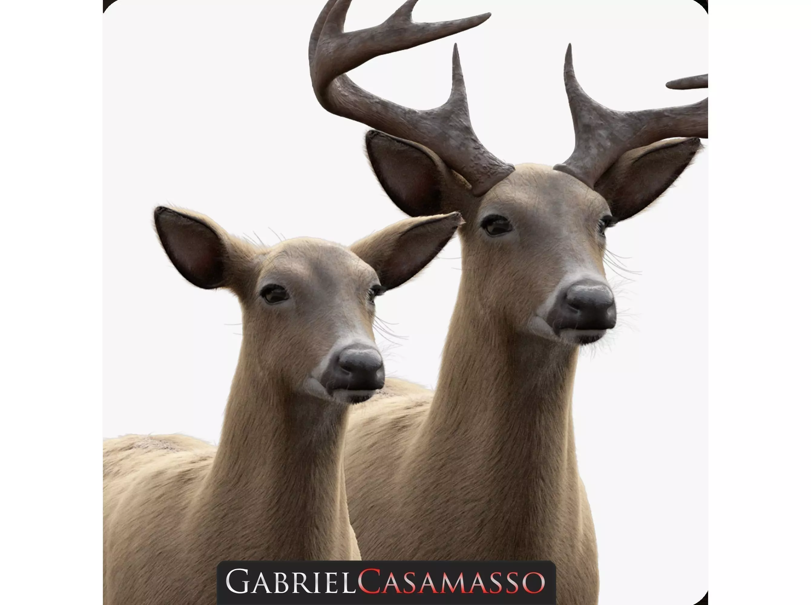 White Tailed Deer - Odocoileus Virginianus 3D model_0