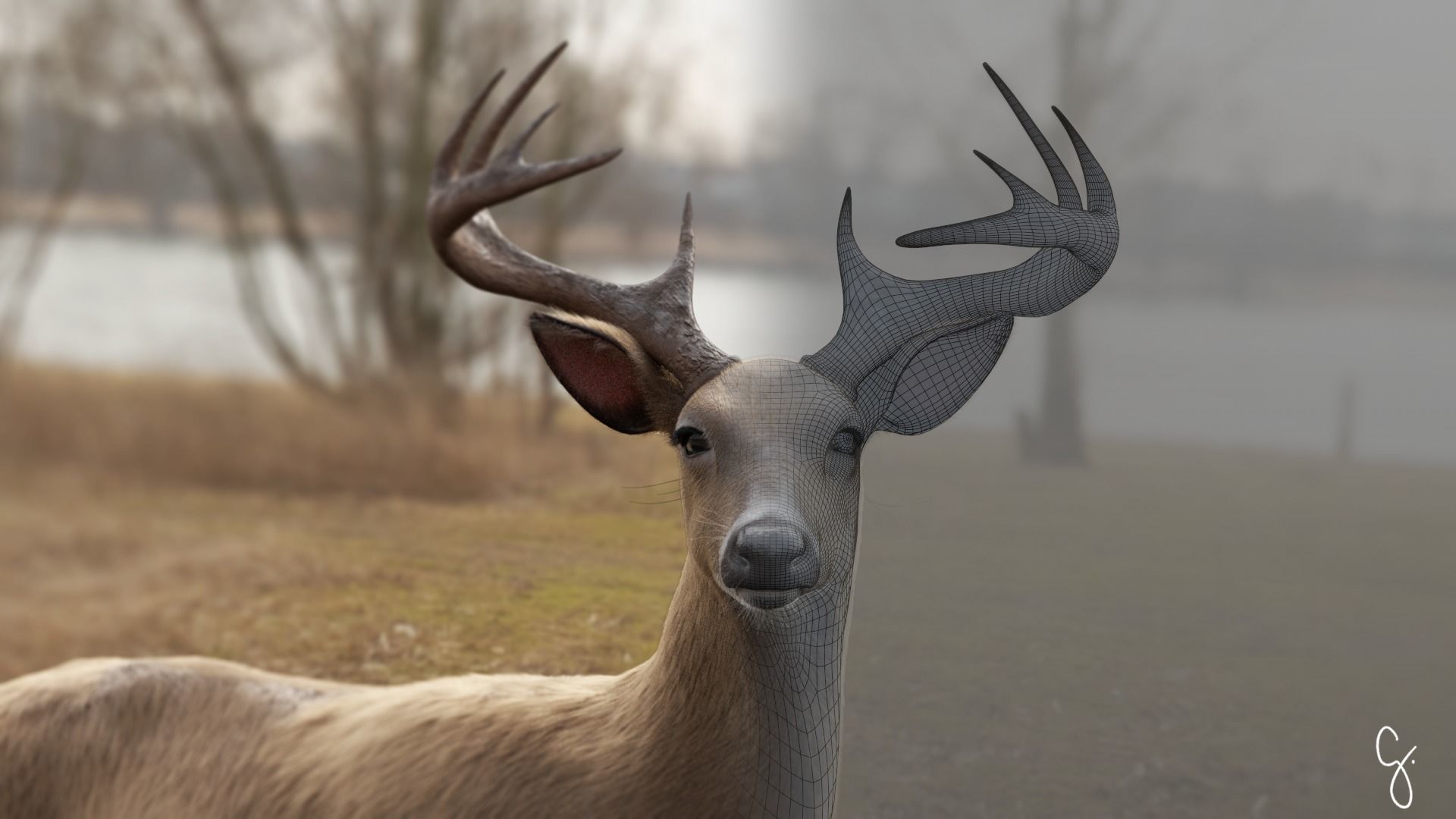 White Tailed Deer - Odocoileus Virginianus 3D model_2