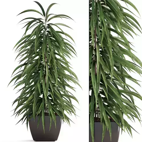 Ficus Alii 3D model
